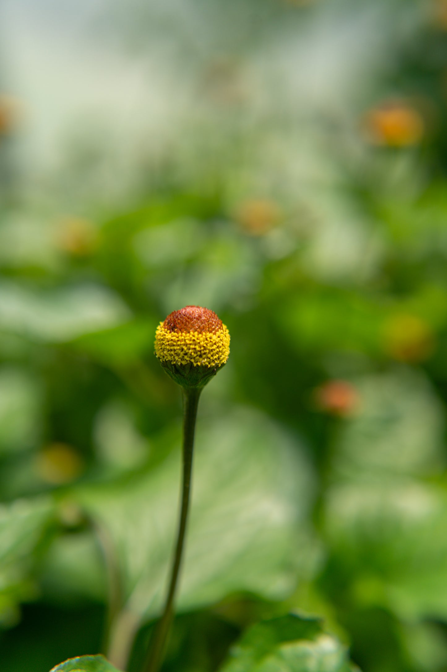 Acmella oleracea aka "Buzz Button" flowers Freeze Dried