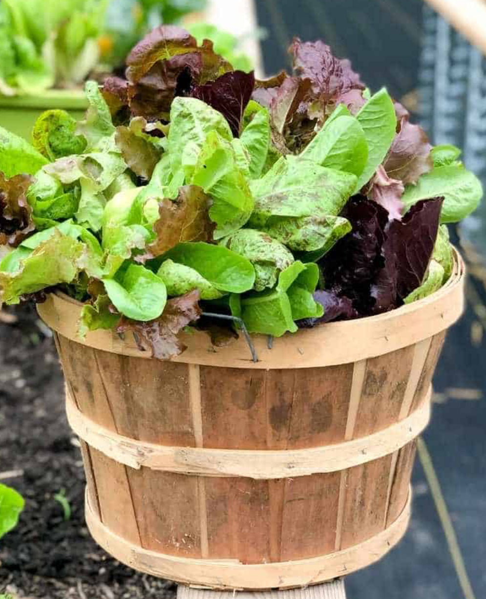 Organic Lettuce Mix