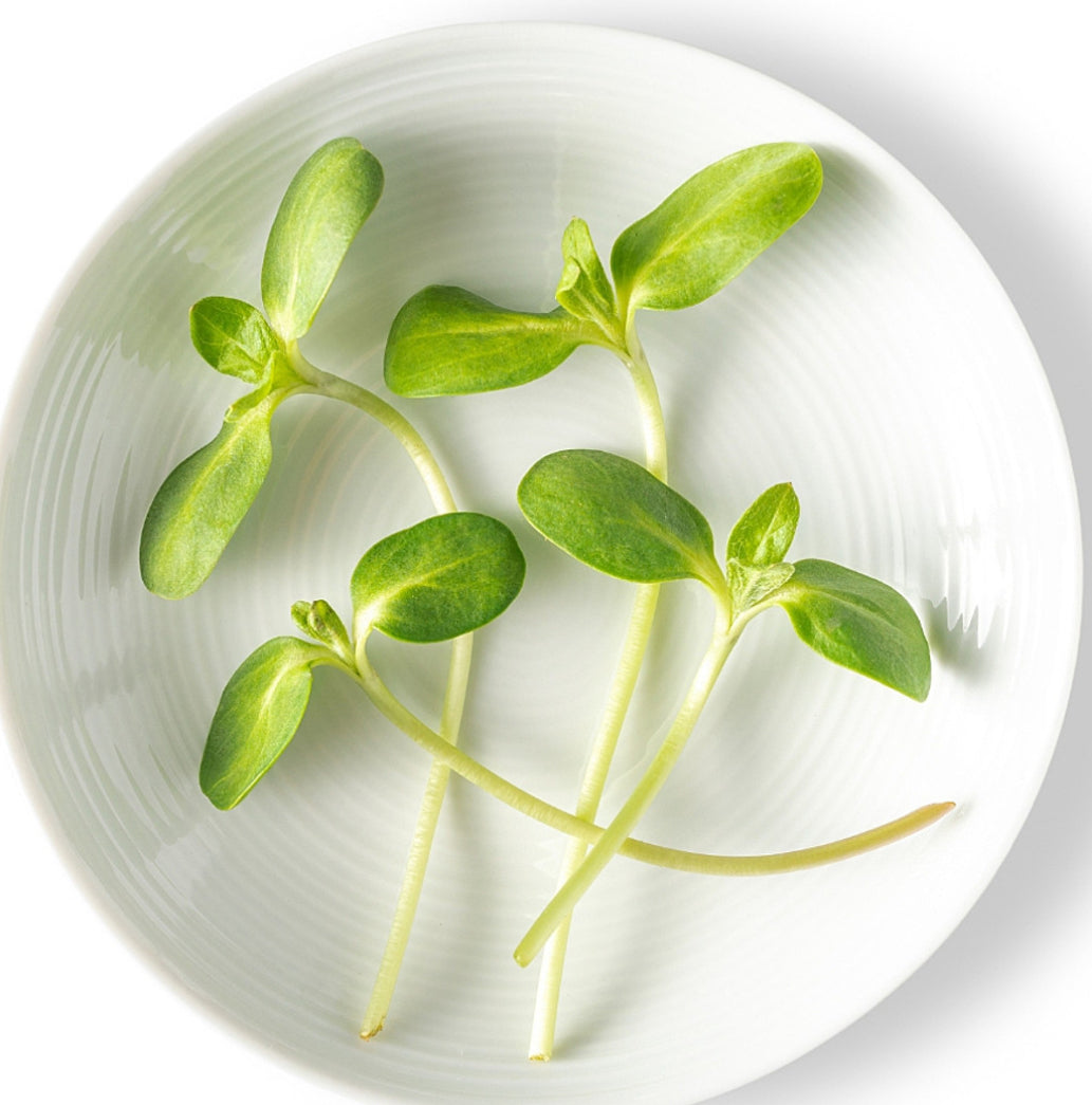 Sunflower Shoots