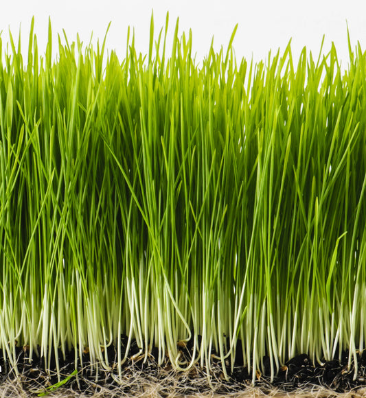 Wheat Grass