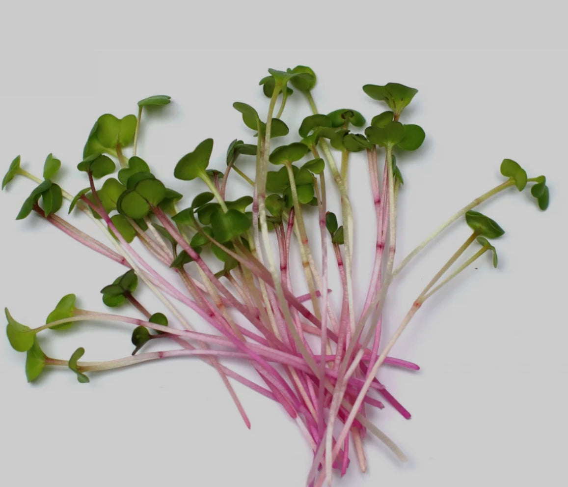 Radish Sprouts