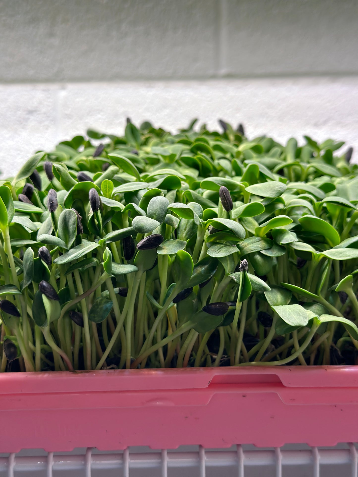 Sunflower Shoots